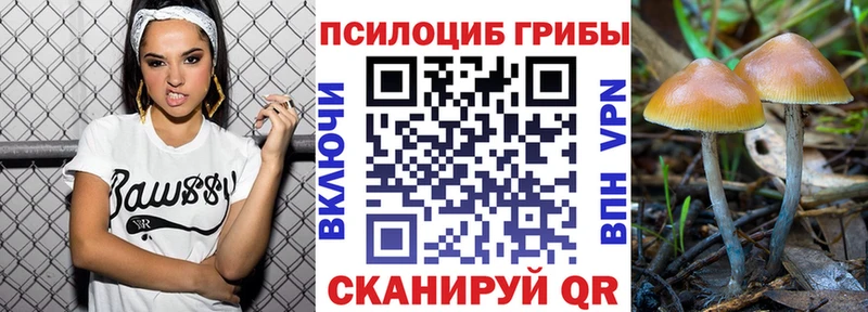 как найти закладки  Аша  Псилоцибиновые грибы мицелий 